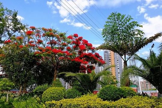 鳳凰花又開(kāi)