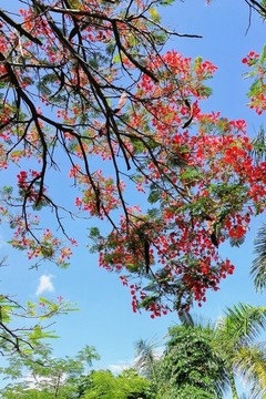 鳳凰花又開(kāi)