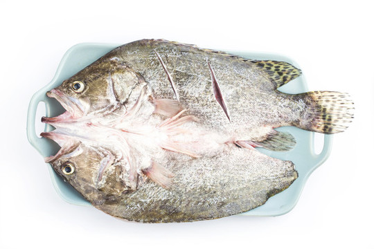 桂花魚