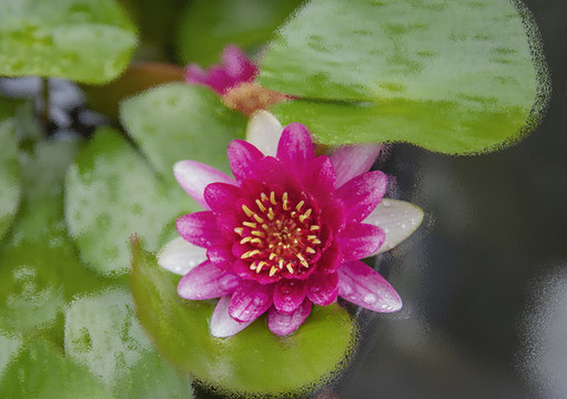 佛前蓮花