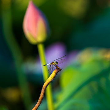荷花與蜻蜓特寫