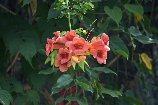 凌霄花