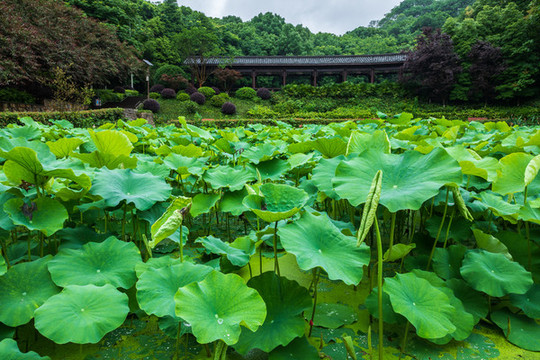 重慶華巖寺公園七步荷塘里的荷葉