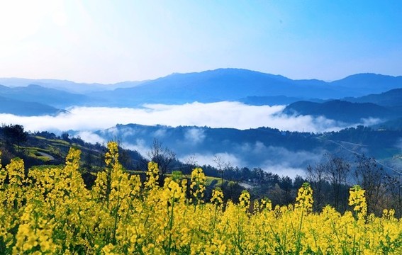 油菜花A