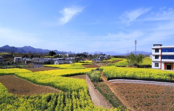 油菜花J