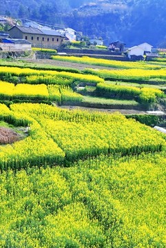 油菜柵花A