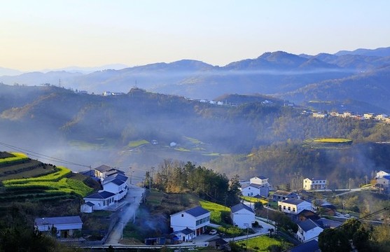 油菜花CH