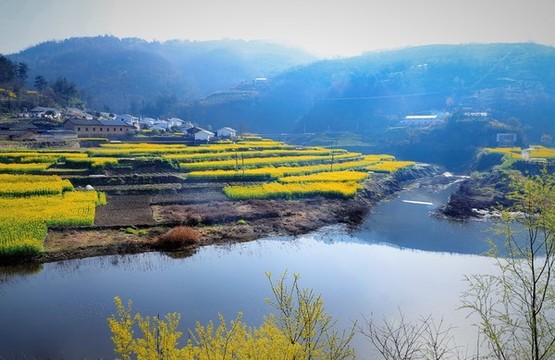 油菜柵花BM