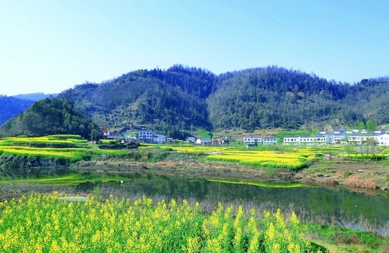 油菜柵花X