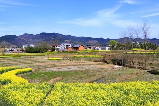 竹溪油菜A