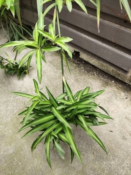 一枝蘭花葉