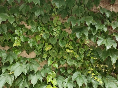 爬山虎背景墻大圖