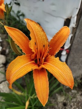 黃花