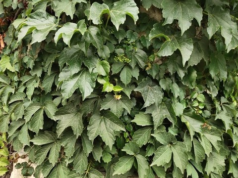 爬山虎植物墻
