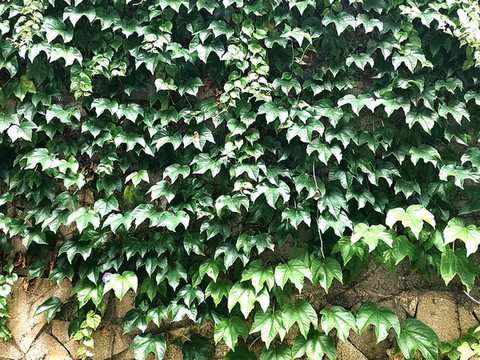 爬山虎