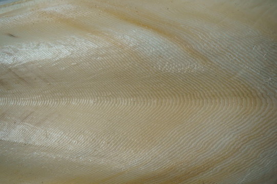 墨魚(yú)骨