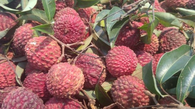 荔枝