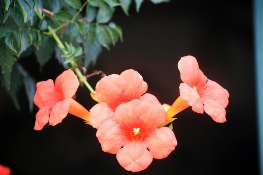 凌霄花