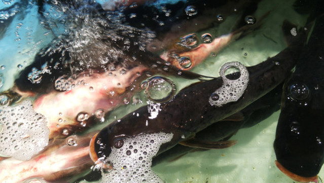 鰱魚