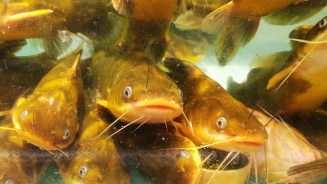 黃甲魚
