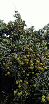 荔枝