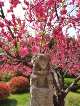 樱花石猴