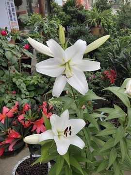 盛開的百合花特寫