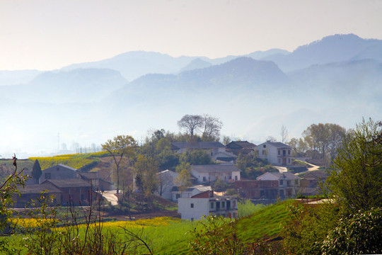 龍湖油菜O