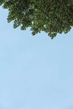 天空與樹(shù)