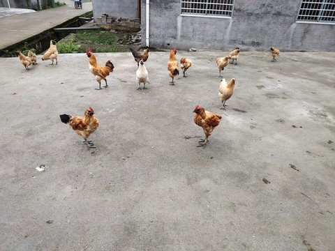 農(nóng)家土雞