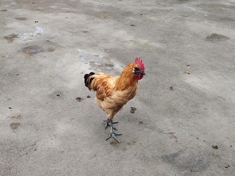 公雞特寫