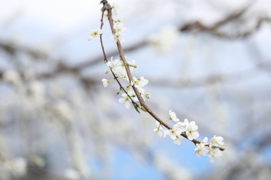 李花