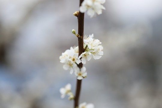 李花