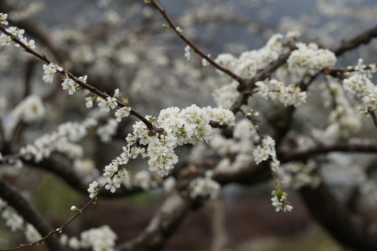 李花