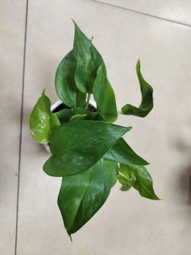 綠蘿植物