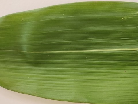 粽葉紋理