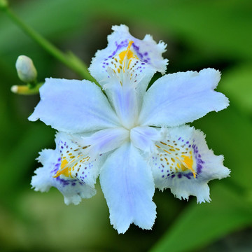 扁竹蘭花朵特寫(xiě)