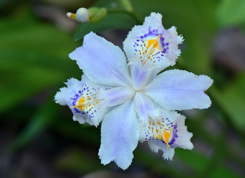 扁竹蘭花卉特寫