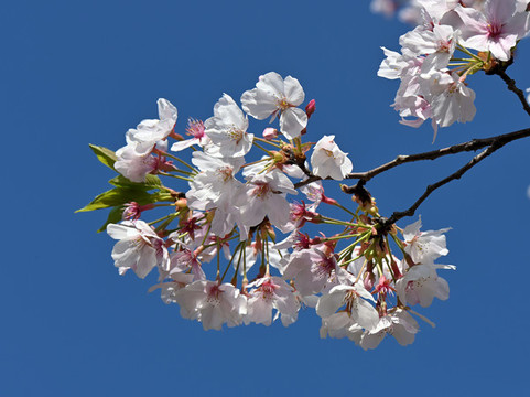 櫻花