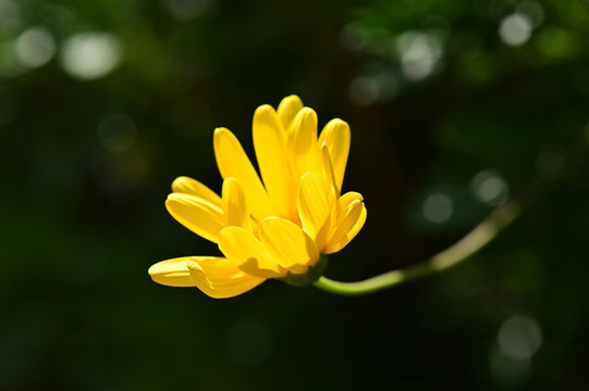黃帝菊