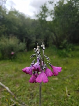 偏花報(bào)春