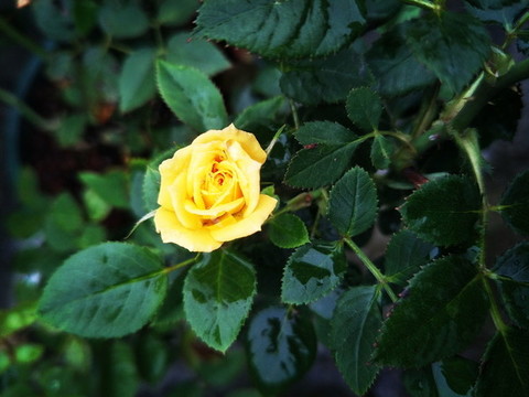 黃色月季花