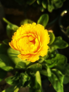 金雞菊