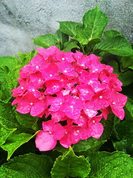 繡球花