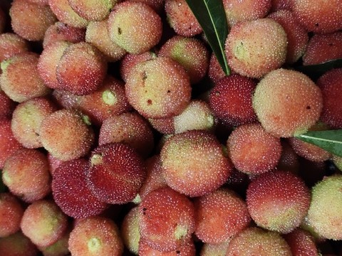 新鮮楊梅