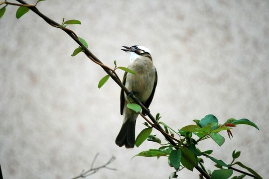 小鳥