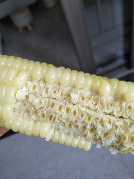 糯玉米