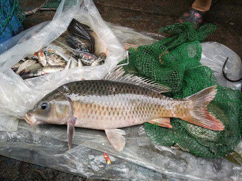 鯉魚