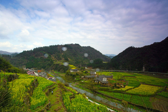 湖北油菜P