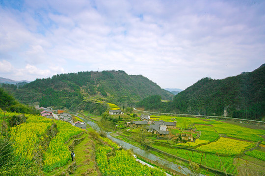 湖北油菜Q
